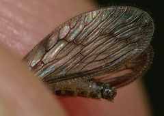 Sympherobius klapaleki