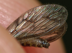 Sympherobius klapaleki