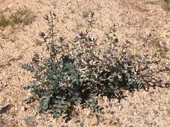 Astragalus layneae