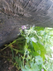 Geranium pusillum