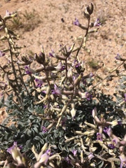 Astragalus layneae