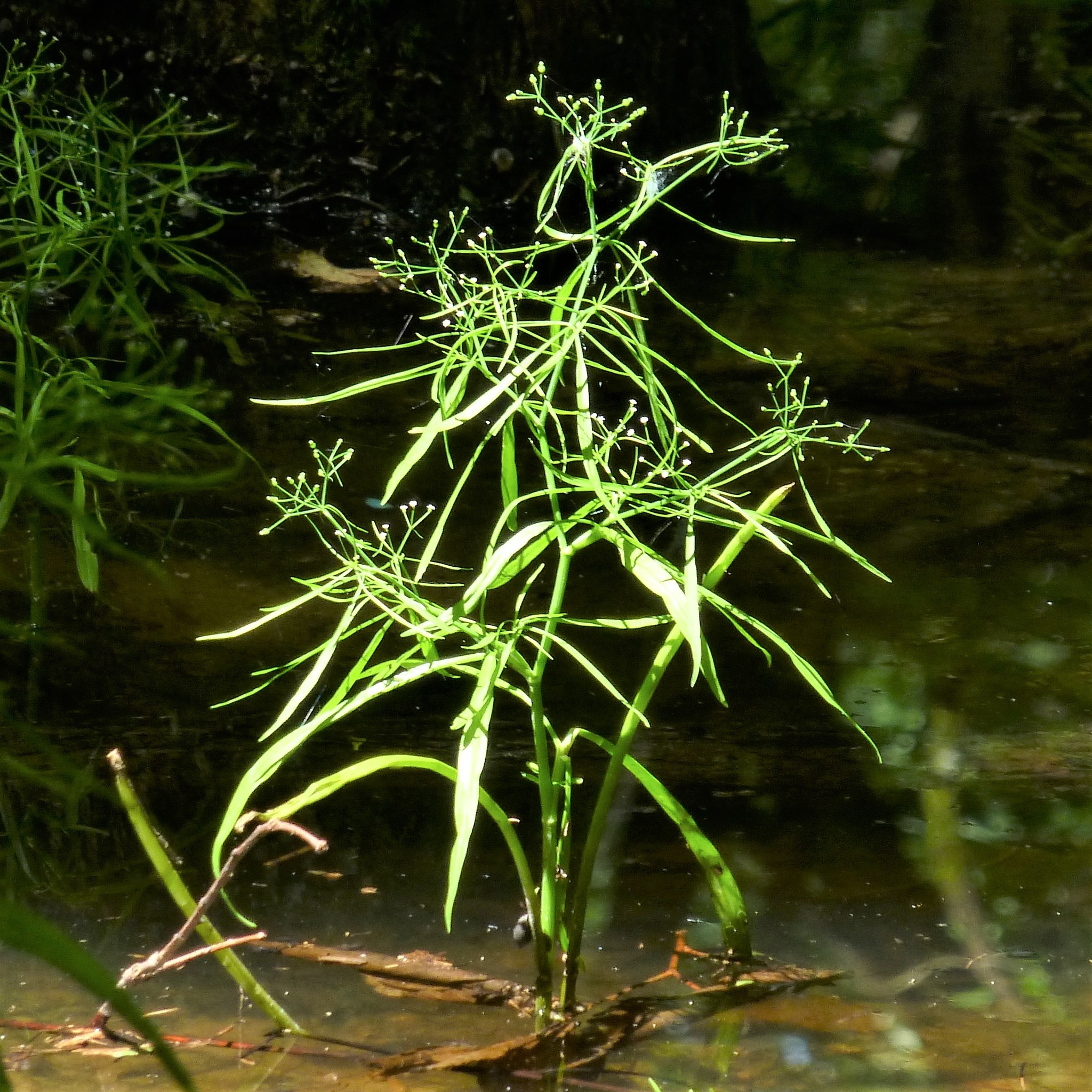 Cynosciadium digitatum