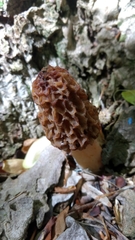 Morchella