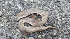 Virginia valeriae elegans