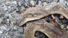 Virginia valeriae elegans