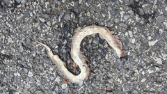 Virginia valeriae elegans