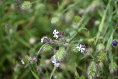 Silene gallica