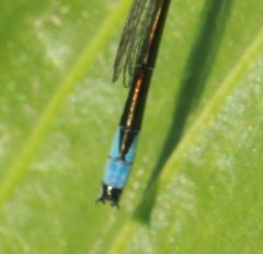 Enallagma antennatum
