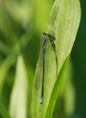 Enallagma antennatum