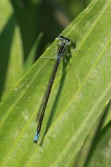 Enallagma antennatum