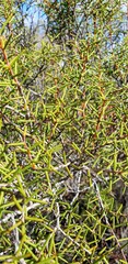 Acacia nyssophylla