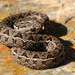 Berg Adder - Photo (c) Armand Kok, some rights reserved (CC BY-ND)