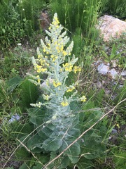 Verbascum