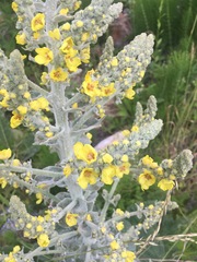 Verbascum