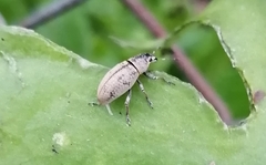 Cleistolophus similis