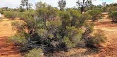 Acacia nyssophylla