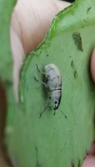 Cleistolophus similis