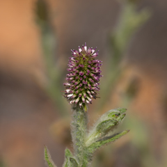 Pterocaulon serrulatum