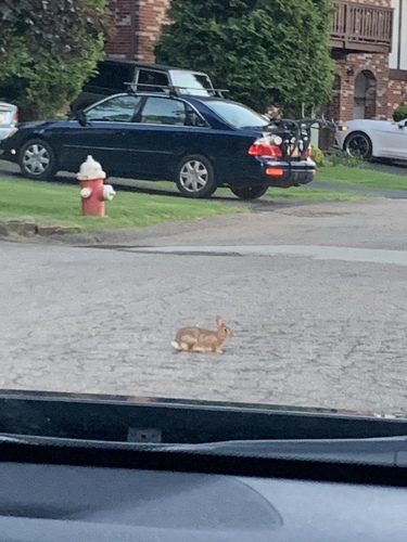 Eastern Cottontail photographed in Pennsylvania