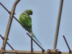 Psittacula krameri