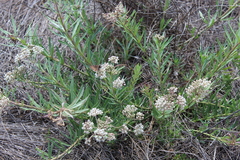 Asclepias mexicana