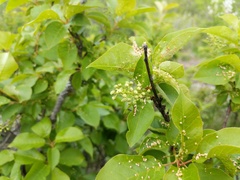 Prunus virginiana