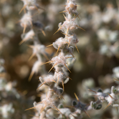 Sclerolaena cornishiana