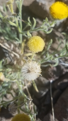 Erigeron aphanactis aphanactis