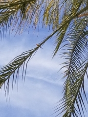 Haemorhous mexicanus