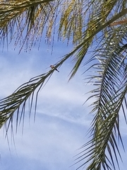 Haemorhous mexicanus