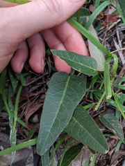 Hardenbergia violacea