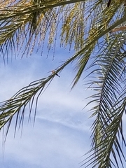 Haemorhous mexicanus