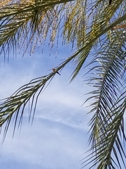 Haemorhous mexicanus