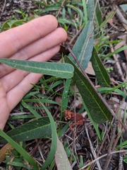Hardenbergia violacea