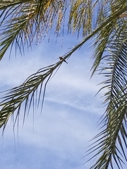 Haemorhous mexicanus