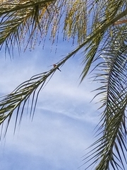 Haemorhous mexicanus