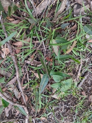 Hardenbergia violacea