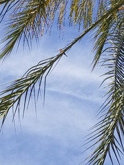 Haemorhous mexicanus