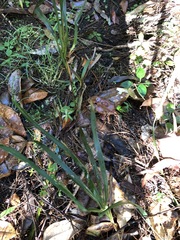 Dianella caerulea producta