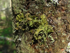 Tuckermanopsis chlorophylla