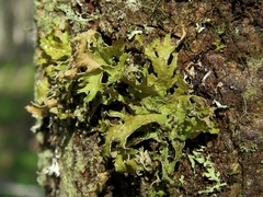 Tuckermanopsis chlorophylla