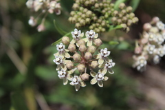 Asclepias mexicana