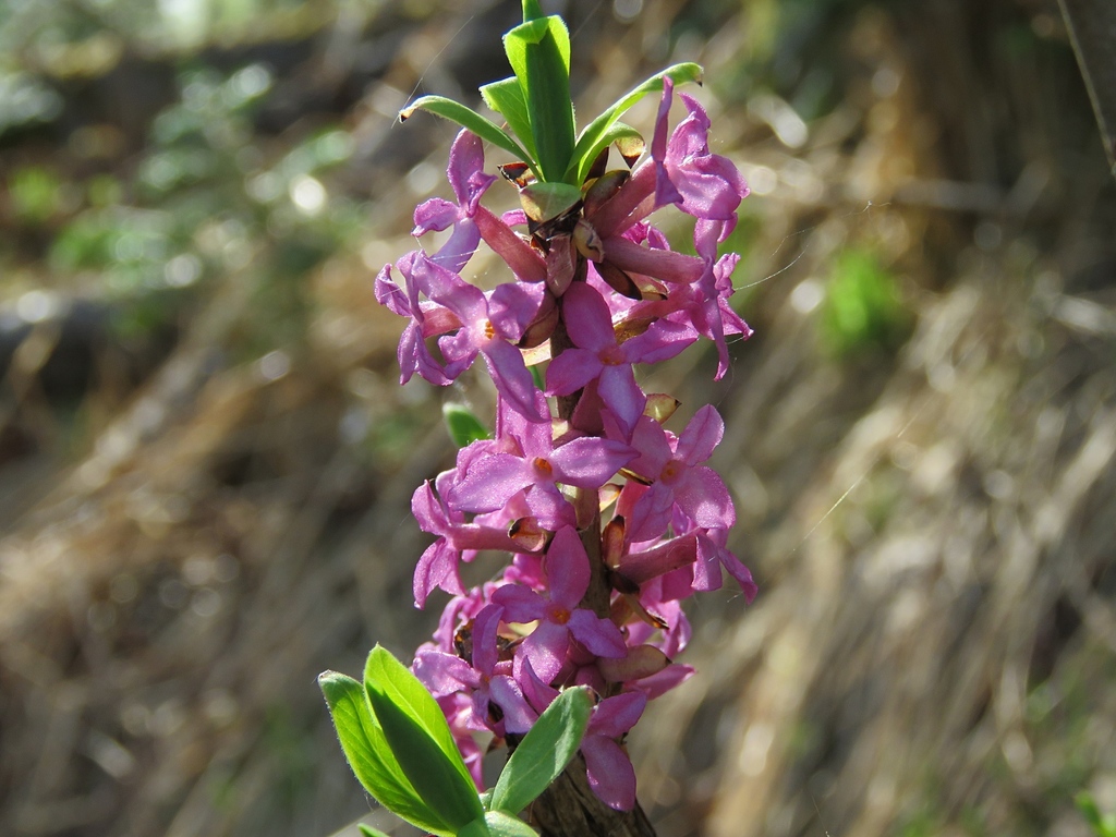February daphne