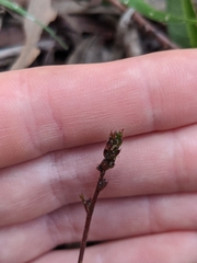 Hardenbergia violacea