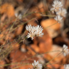 Polycarpaea spirostylis