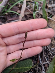 Hardenbergia violacea