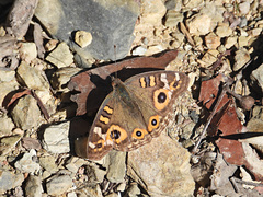 Junonia villida calybe