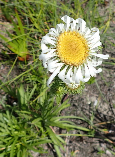 Image of thistleleaf aster by (c) mfeaver, some rights reserved (CC BY)