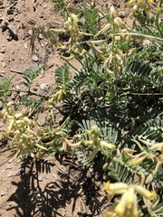 Astragalus gibbsii
