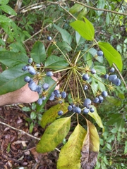 Mackinlaya macrosciadea